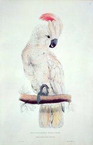 鮭紋付きオウム 作： Edward Lear